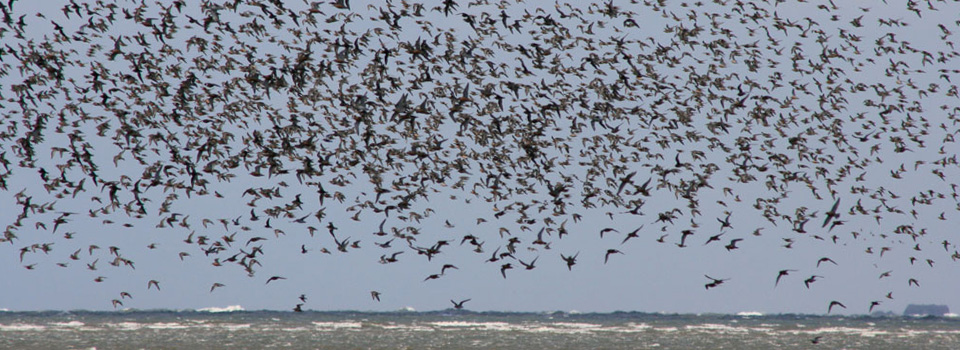 Fogelschwarm_Westerhever_960x350