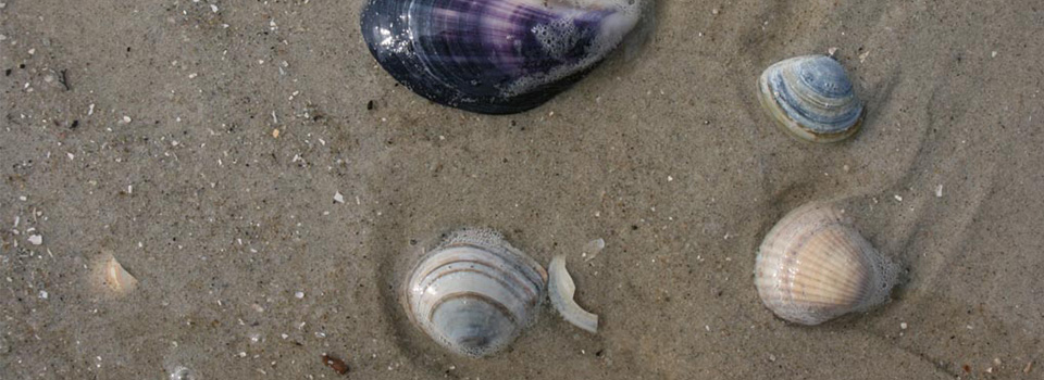 Sand_960x350