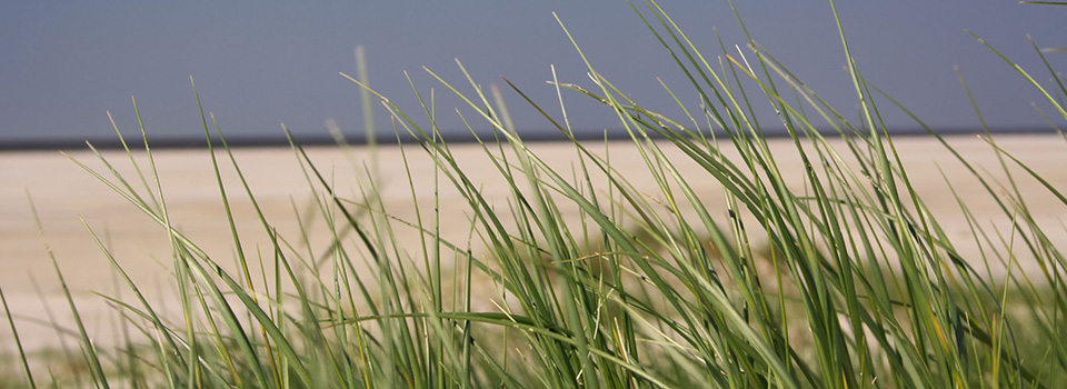 Strand_960x350